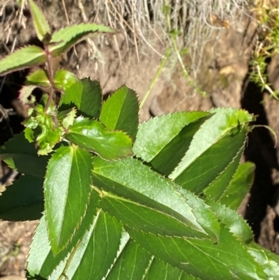 Veronica derwentiana subsp. maideniana at Namadgi National Park - 24 Feb 2024 by Tapirlord
