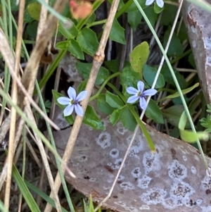 Lobelia pedunculata at Namadgi National Park - 25 Feb 2024 09:00 AM