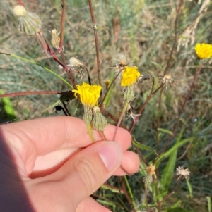 Picris angustifolia subsp. merxmuelleri at Namadgi National Park - 25 Feb 2024