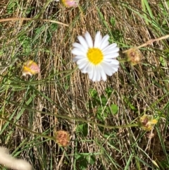 Brachyscome aculeata (Hill Daisy) at Namadgi National Park - 24 Feb 2024 by Tapirlord