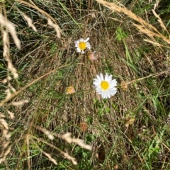 Brachyscome aculeata at Namadgi National Park - 25 Feb 2024 08:59 AM