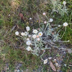 Leucochrysum alpinum (Alpine Sunray) at Cotter River, ACT - 24 Feb 2024 by Tapirlord