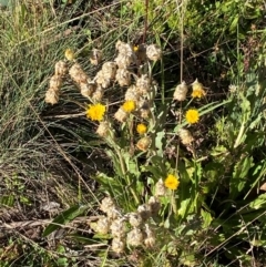 Podolepis robusta (Alpine Podolepis) at Cotter River, ACT - 24 Feb 2024 by Tapirlord