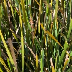 Lomandra longifolia (Spiny-headed Mat-rush, Honey Reed) at Namadgi National Park - 25 Feb 2024 by Tapirlord