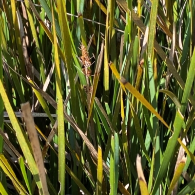 Lomandra longifolia (Spiny-headed Mat-rush, Honey Reed) at Cotter River, ACT - 24 Feb 2024 by Tapirlord