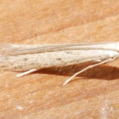 Batrachedra (genus) (The single genus of family Batrachedridae) at Freshwater Creek, VIC - 21 Feb 2024 by WendyEM