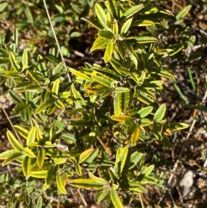 Podolobium alpestre at Namadgi National Park - 25 Feb 2024 08:57 AM