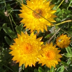 Xerochrysum subundulatum (Alpine Everlasting) at Cotter River, ACT - 24 Feb 2024 by Tapirlord