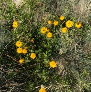 Xerochrysum subundulatum at Namadgi National Park - 25 Feb 2024 08:57 AM