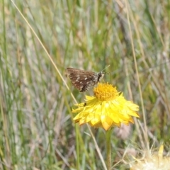 Atkinsia dominula (Two-brand grass-skipper) at Mount Clear, ACT - 11 Mar 2024 by RAllen