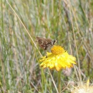 Atkinsia dominula at Namadgi National Park - suppressed