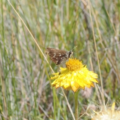 Atkinsia dominula (Two-brand grass-skipper) at Mount Clear, ACT - 11 Mar 2024 by RAllen