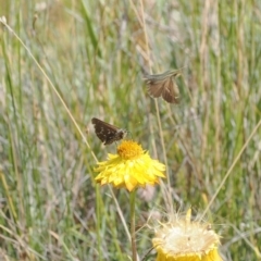 Atkinsia dominula at Namadgi National Park - suppressed