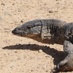 Varanus rosenbergi (Heath or Rosenberg's Monitor) at Namadgi National Park - 11 Mar 2024 by RAllen