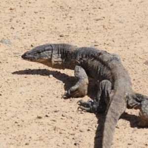 Varanus rosenbergi at Namadgi National Park - suppressed