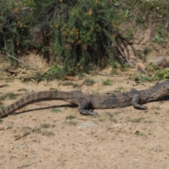 Varanus rosenbergi at Namadgi National Park - suppressed