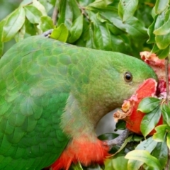 Alisterus scapularis (Australian King-Parrot) at Hughes, ACT - 9 Apr 2024 by LisaH