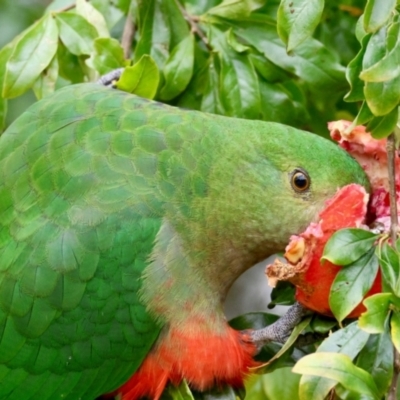 Alisterus scapularis (Australian King-Parrot) at Hughes, ACT - 9 Apr 2024 by LisaH