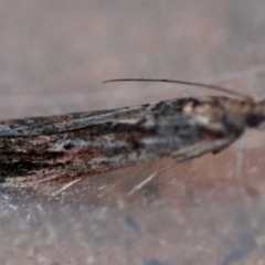 Faveria tritalis (Couchgrass Webworm) at Hughes, ACT - 9 Apr 2024 by LisaH