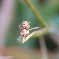 Sapromyza mallochiana (A lauxaniid fly) at Hughes Grassy Woodland - 7 Apr 2024 by LisaH