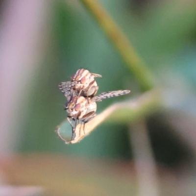 Sapromyza mallochiana (A lauxaniid fly) at Deakin, ACT - 7 Apr 2024 by LisaH