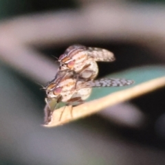 Sapromyza mallochiana at Hughes Grassy Woodland - 7 Apr 2024 06:15 PM