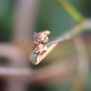 Sapromyza mallochiana at Hughes Grassy Woodland - 7 Apr 2024 06:15 PM