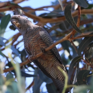 Callocephalon fimbriatum at Hughes, ACT - 3 Apr 2024