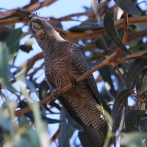 Callocephalon fimbriatum at Hughes, ACT - 3 Apr 2024