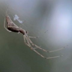 Unidentified Other web-building spider at Belconnen, ACT - 8 Apr 2024 by Hejor1