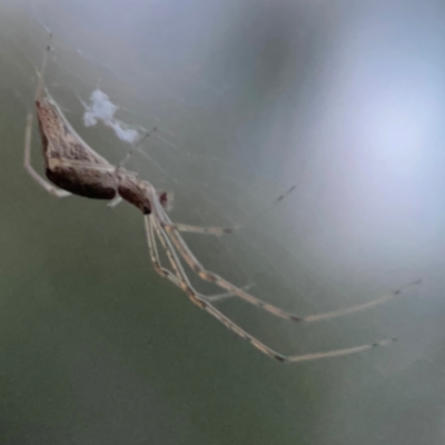 Tetragnatha sp. (genus) at Belconnen, ACT - 8 Apr 2024 by Hejor1