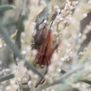 Cheiracanthium sp. (genus) at Belconnen, ACT - 8 Apr 2024