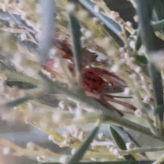 Cheiracanthium sp. (genus) at Belconnen, ACT - 8 Apr 2024