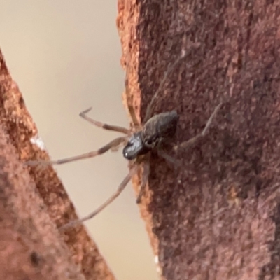 Badumna insignis at Belconnen, ACT - 8 Apr 2024 by Hejor1