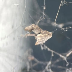 Philoponella congregabilis at Belconnen, ACT - 8 Apr 2024