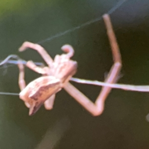 Sidymella trapezia at Belconnen, ACT - 8 Apr 2024