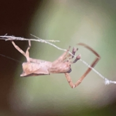 Sidymella trapezia at Belconnen, ACT - 8 Apr 2024