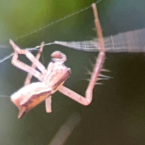 Sidymella trapezia at Belconnen, ACT - 8 Apr 2024