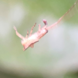 Sidymella trapezia at Belconnen, ACT - 8 Apr 2024