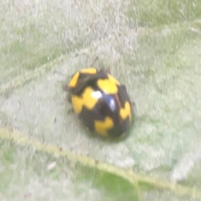 Illeis galbula (Fungus-eating Ladybird) at Belconnen, ACT - 8 Apr 2024 by Hejor1