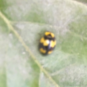 Illeis galbula at Belconnen, ACT - 8 Apr 2024 03:57 PM