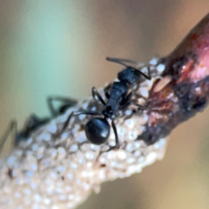 Eriococcus confusus at Belconnen, ACT - 8 Apr 2024