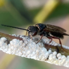 Eriococcus confusus at Belconnen, ACT - 8 Apr 2024