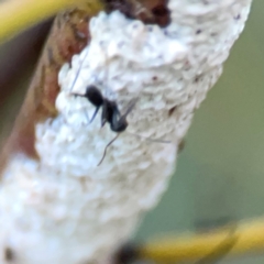 Eriococcus confusus at Belconnen, ACT - 8 Apr 2024