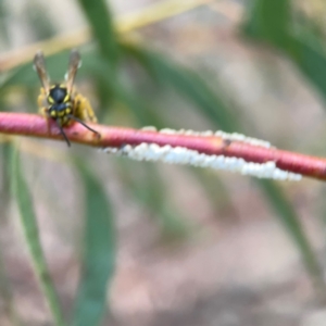 Eriococcus confusus at Belconnen, ACT - 8 Apr 2024