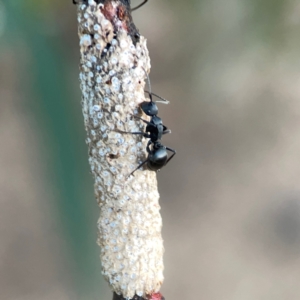 Eriococcus confusus at Belconnen, ACT - 8 Apr 2024