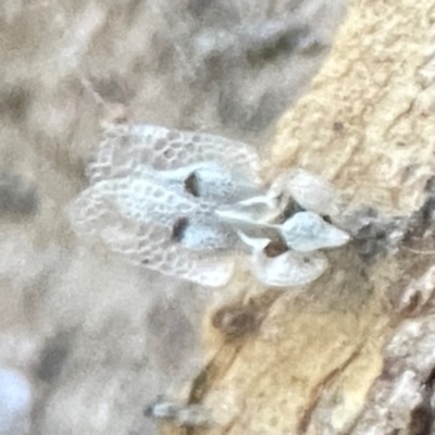 Corythucha ciliata (Sycamore Lace Bug) at Hackett, ACT - 8 Apr 2024 by Hejor1