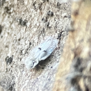 Corythucha ciliata at Hackett, ACT - 8 Apr 2024 03:53 PM