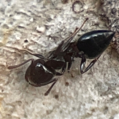 Crematogaster sp. (genus) (Acrobat ant, Cocktail ant) at Belconnen, ACT - 8 Apr 2024 by Hejor1