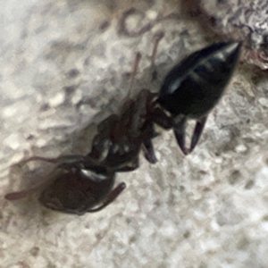 Crematogaster sp. (genus) at Belconnen, ACT - 8 Apr 2024